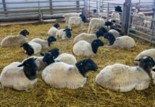 Первый в РФ селекционно-генетический центр по овцеводству создают в Калужской области