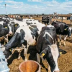 В Башкирии открыли комплекс откорма крупного рогатого скота