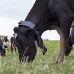 Производство мясо за год во Владимирской области выросло на 19%