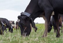 Производство мясо за год во Владимирской области выросло на 19%