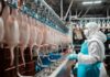 Тюменская область: птицефабрика «ПРОДО» подтвердила соответствие FSSC 22000 v.6